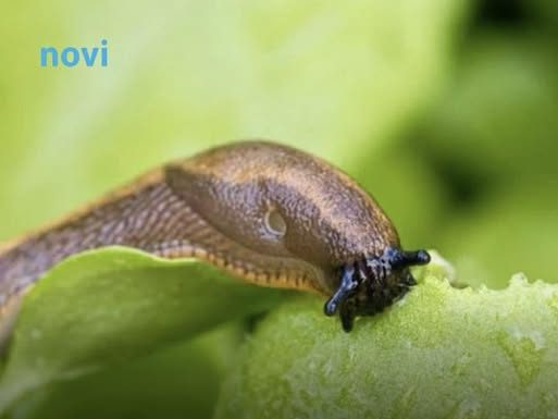 Posadite 1 cvijet u baštu i puževi će nestati: Baštovani otkrivaju kako se riješiti štetočina