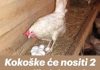 Kokoške će nositi 2 puta više jaja: Tajne o kojima iskusni farmeri šute!
