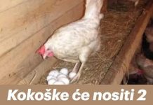 Kokoške će nositi 2 puta više jaja: Tajne o kojima iskusni farmeri šute!