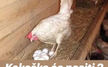 Kokoške će nositi 2 puta više jaja: Tajne o kojima iskusni farmeri šute!
