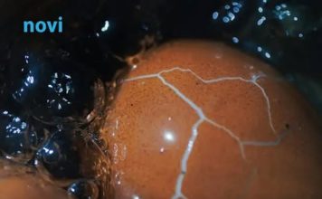 Dok kuhate jaja, dodajte ovaj sastojak: Neće pucati i oguliće se iz jednog poteza!