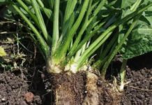 OPORAVLJA PLUĆA, LIJEČI BRONHITIS I ČISTI SINUSE: Evo kako trebate koristiti korijen ove biljke