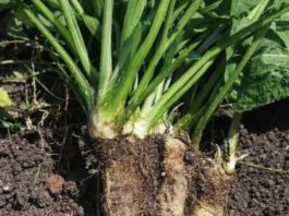 OPORAVLJA PLUĆA, LIJEČI BRONHITIS I ČISTI SINUSE: Evo kako trebate koristiti korijen ove biljke