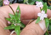 NAJVEĆI MUŠKI ZDRAVSTVENI PROBLEM: Ovo je najbolji prirodni lijek za prostatu na svijetu…