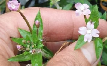 NAJVEĆI MUŠKI ZDRAVSTVENI PROBLEM: Ovo je najbolji prirodni lijek za prostatu na svijetu…