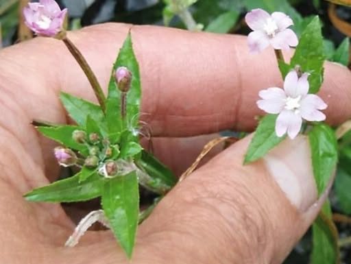 NAJVEĆI MUŠKI ZDRAVSTVENI PROBLEM: Ovo je najbolji prirodni lijek za prostatu na svijetu…