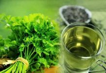 Na ovaj način se pije čaj od peršuna ako želite da smršate: 5 dana je dovoljno