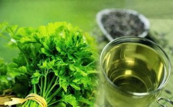Na ovaj način se pije čaj od peršuna ako želite da smršate: 5 dana je dovoljno