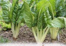 BLITVA JE BILJKA ŽIVOTA: Povećava imunitet, čuva vid, sprečava rak, čisti krv, ublaža grčeve i migrene, jača kosti