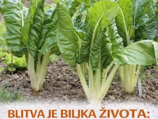 BLITVA JE BILJKA ŽIVOTA: Povećava imunitet, čuva vid, sprečava rak, čisti krv, ublaža grčeve i migrene, jača kosti