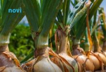 Kineska metoda sađenja luka: Bujaće kao iz vode, a glavice će biti krupne i čvrste