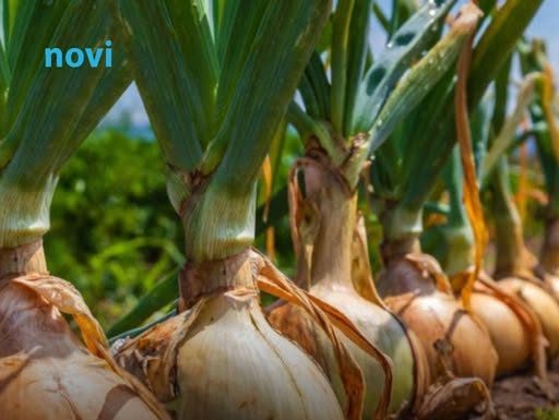 Kineska metoda sađenja luka: Bujaće kao iz vode, a glavice će biti krupne i čvrste