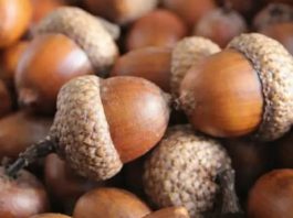 ŽIR JE PREPUN LJEKOVITIH SVOJSTAVA: Efikasan za žtitnu žlijezdu i mnoge tegobe…