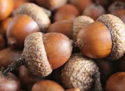 ŽIR JE PREPUN LJEKOVITIH SVOJSTAVA: Efikasan za žtitnu žlijezdu i mnoge tegobe…