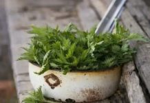 KOPRIVA JE OD DAVNINA POZNATA KAO IZUZETNO LJEKOVITA: 6 razloga da ona bude vaša omiljena biljka.