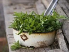 KOPRIVA JE OD DAVNINA POZNATA KAO IZUZETNO LJEKOVITA: 6 razloga da ona bude vaša omiljena biljka.