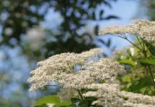 ZOVA (BAZGA): Mnogi je zovu “Božija biljka” a ona može zamijeniti skoro sve lijekove