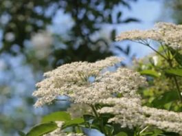 ZOVA (BAZGA): Mnogi je zovu “Božija biljka” a ona može zamijeniti skoro sve lijekove