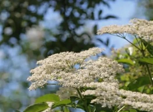 ZOVA (BAZGA): Mnogi je zovu “Božija biljka” a ona može zamijeniti skoro sve lijekove