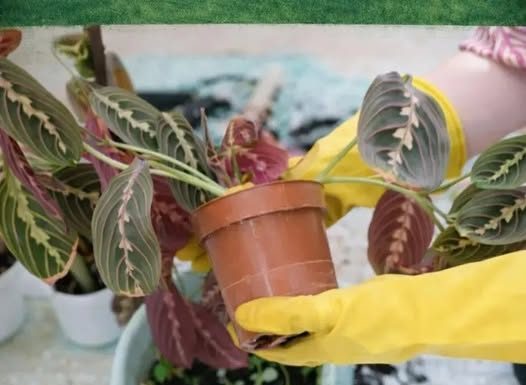 POMJEŠAJTE OVA 3 SASTOJKA I CVIJEĆE VAM NIKADA NEĆE UVENUTI