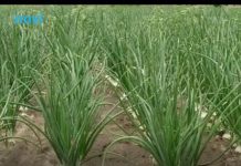 Ne sadite napamet: Kada i šta saditi u aprilu i maju (tačan raspored)