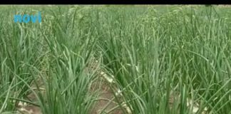 Ne sadite napamet: Kada i šta saditi u aprilu i maju (tačan raspored)