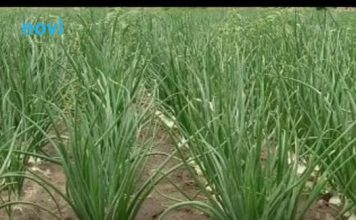 Ne sadite napamet: Kada i šta saditi u aprilu i maju (tačan raspored)