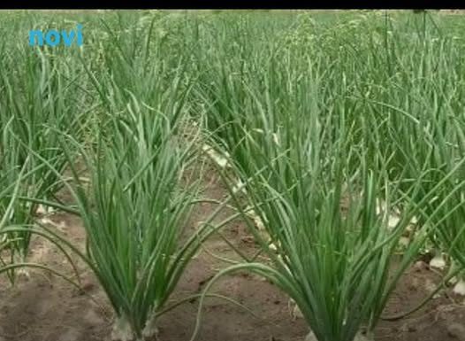 Ne sadite napamet: Kada i šta saditi u aprilu i maju (tačan raspored)