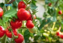 Paradajz će rađati duplo više! Pored njega posadite ovu biljku, štiti ga od štetočina