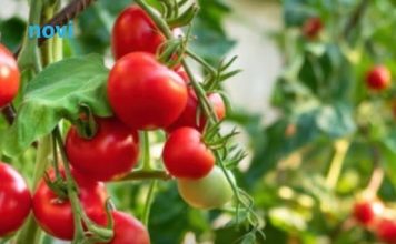 Paradajz će rađati duplo više! Pored njega posadite ovu biljku, štiti ga od štetočina