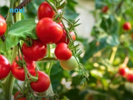 Paradajz će rađati duplo više! Pored njega posadite ovu biljku, štiti ga od štetočina