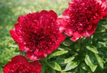 ODMAH GA UNESITE U KUĆU I BAŠTU- OVO CVIJEĆE ČUVA BRAK I TJERA NEGATIVNU ENERGIJU: Vrijedi ga posaditi