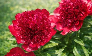 ODMAH GA UNESITE U KUĆU I BAŠTU- OVO CVIJEĆE ČUVA BRAK I TJERA NEGATIVNU ENERGIJU: Vrijedi ga posaditi