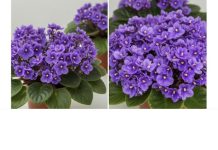 Jedan kuhinjski sastojak može natjerati vaše LJUBIČICE da procvjetaju preko noći