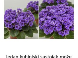 Jedan kuhinjski sastojak može natjerati vaše LJUBIČICE da procvjetaju preko noći