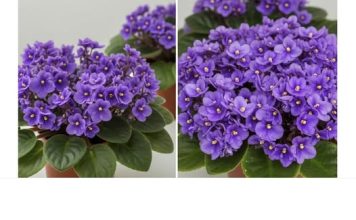 Jedan kuhinjski sastojak može natjerati vaše LJUBIČICE da procvjetaju preko noći