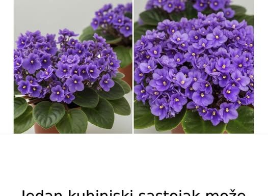 Jedan kuhinjski sastojak može natjerati vaše LJUBIČICE da procvjetaju preko noći