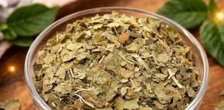 ČAJ OD LISTOVA OVE BILJKE SMANJUJE NIVO ŠEĆERA U KRVI: Moćni lijek iz prirode je SPAS ZA ORGANIZAM