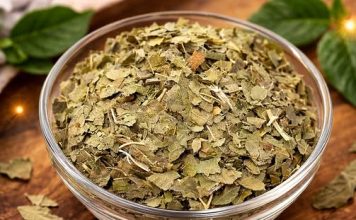 ČAJ OD LISTOVA OVE BILJKE SMANJUJE NIVO ŠEĆERA U KRVI: Moćni lijek iz prirode je SPAS ZA ORGANIZAM
