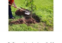 Baštovani tvrde da ovih 11 biljaka nikako ne treba saditi u dvorištu: Jednu skoro svaka kuća ima