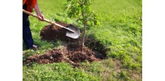 Baštovani tvrde da ovih 11 biljaka nikako ne treba saditi u dvorištu: Jednu skoro svaka kuća ima