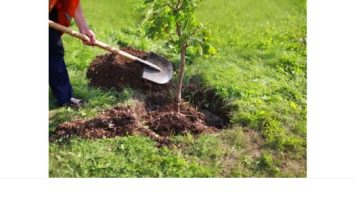 Baštovani tvrde da ovih 11 biljaka nikako ne treba saditi u dvorištu: Jednu skoro svaka kuća ima