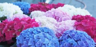 U MJESECU MARTU ZAKOPAJTE OVO ISPOD SVAKE BILJKE I IMAT ĆETE PRELIJEPE HORTENZIJE SA OGROMNIM CVJETOVIMA