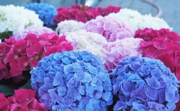 U MJESECU MARTU ZAKOPAJTE OVO ISPOD SVAKE BILJKE I IMAT ĆETE PRELIJEPE HORTENZIJE SA OGROMNIM CVJETOVIMA