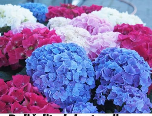 U MJESECU MARTU ZAKOPAJTE OVO ISPOD SVAKE BILJKE I IMAT ĆETE PRELIJEPE HORTENZIJE SA OGROMNIM CVJETOVIMA