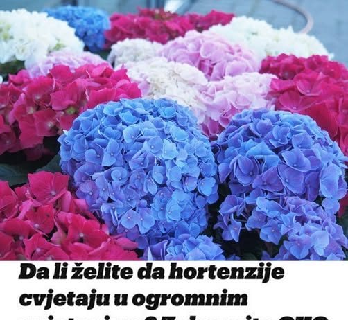 U MJESECU MARTU ZAKOPAJTE OVO ISPOD SVAKE BILJKE I IMAT ĆETE PRELIJEPE HORTENZIJE SA OGROMNIM CVJETOVIMA