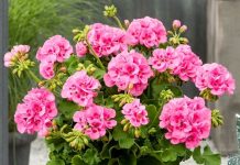 SAMO JEDAN SASTOJAK ĆE BITI POTREBAN DA VAM MUŠKATLE CVJETAJU DO OKTOBRA BOGATIM CVATOM