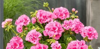 SAMO JEDAN SASTOJAK ĆE BITI POTREBAN DA VAM MUŠKATLE CVJETAJU DO OKTOBRA BOGATIM CVATOM