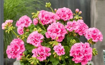 SAMO JEDAN SASTOJAK ĆE BITI POTREBAN DA VAM MUŠKATLE CVJETAJU DO OKTOBRA BOGATIM CVATOM