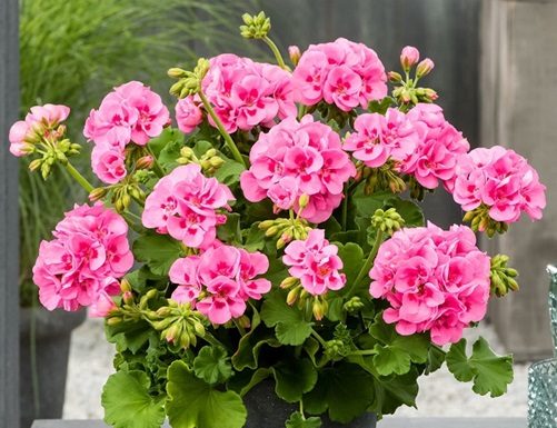 SAMO JEDAN SASTOJAK ĆE BITI POTREBAN DA VAM MUŠKATLE CVJETAJU DO OKTOBRA BOGATIM CVATOM